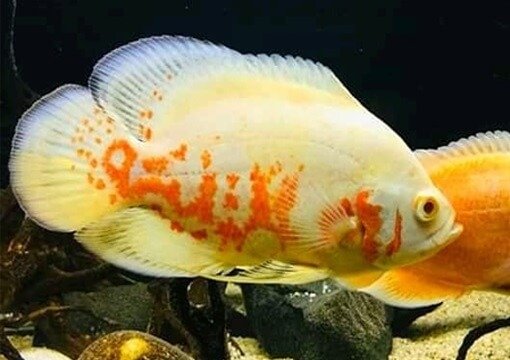 oscar fish tank mates