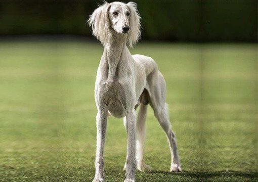 Persian Greyhound