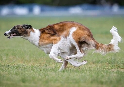 Russian Greyhound