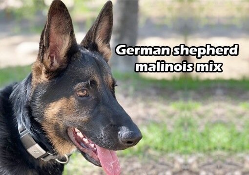 german shepherd malinois mix