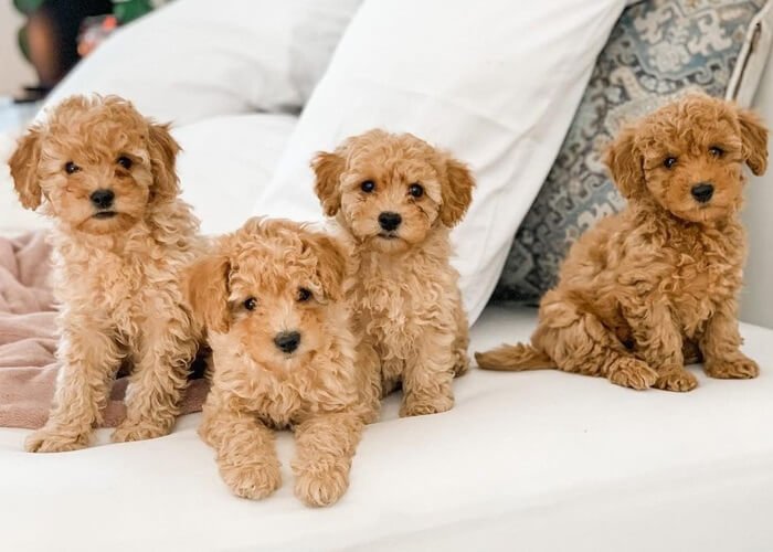 Mini Goldendoodle Get the ultimate guide about Miniature godendoodle