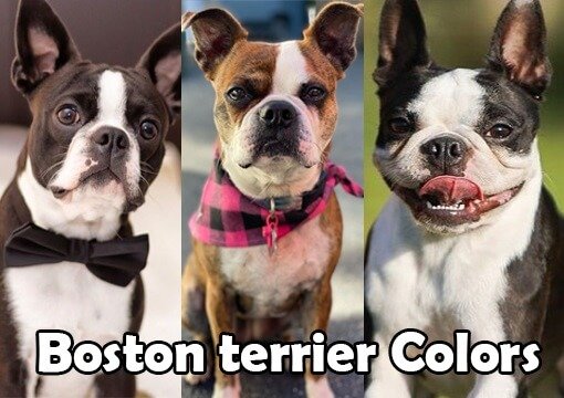 What Colors Do Boston Terriers Come In