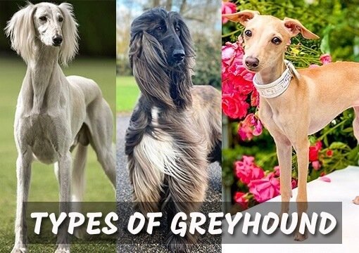 types of greyhound