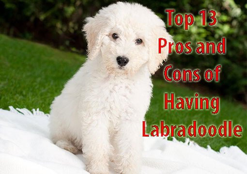 pros and cons labradoodle